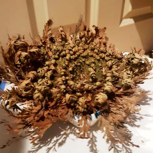 Selaginella lepidophylla Dry Balls | Resurrection Plant