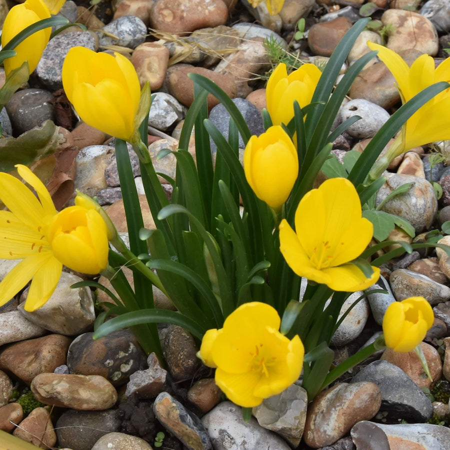 Sternbergia lutea Bulbs | Winter Daffodil
