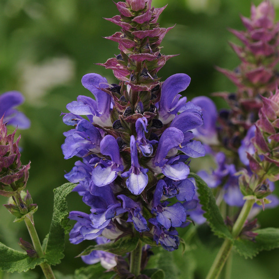 Salvia 'Blue Marvel'