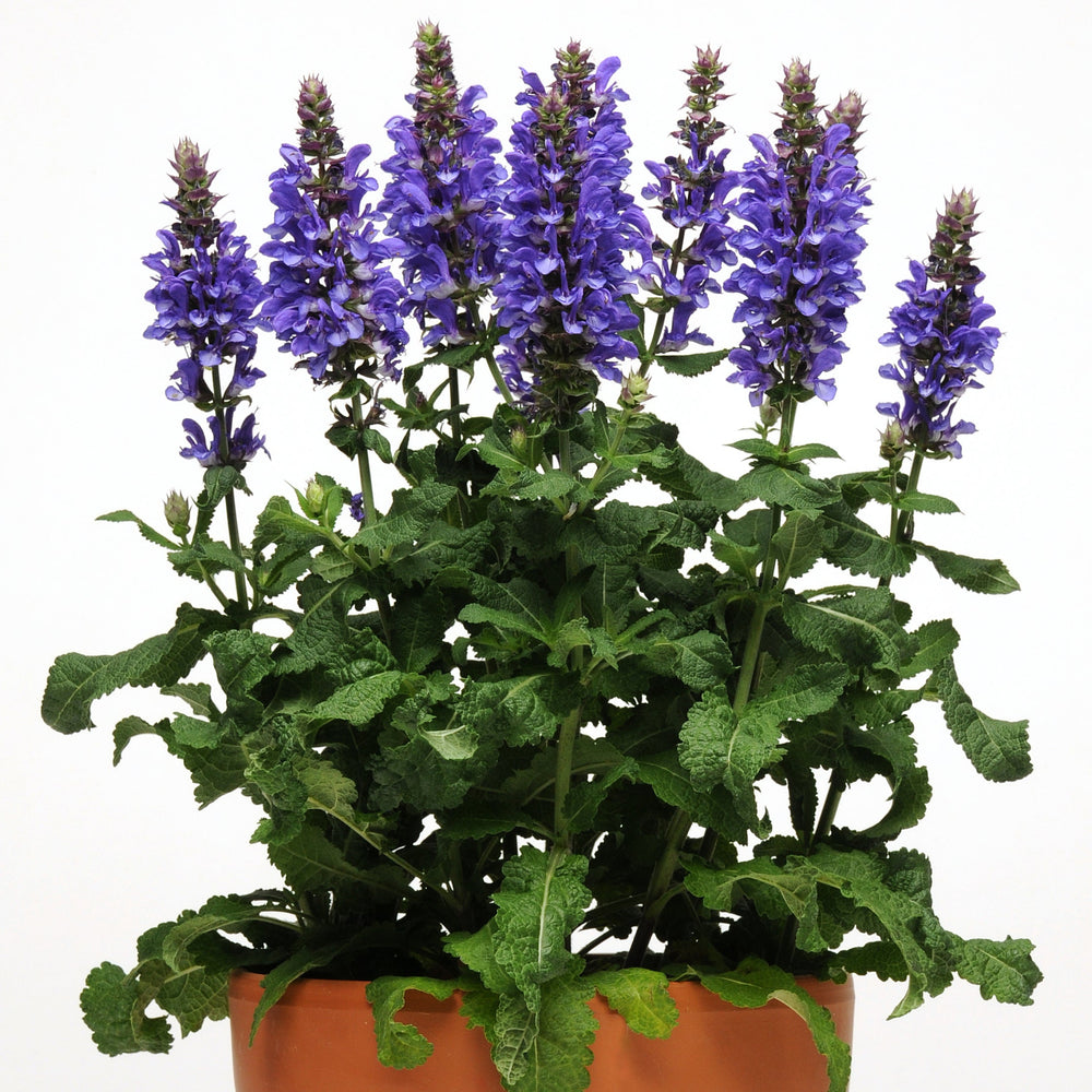 Salvia 'Blue Marvel'