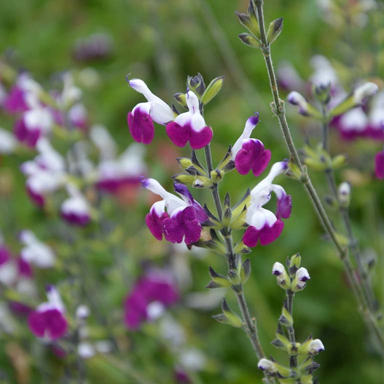 Salvia 'Amethyst Lips'
