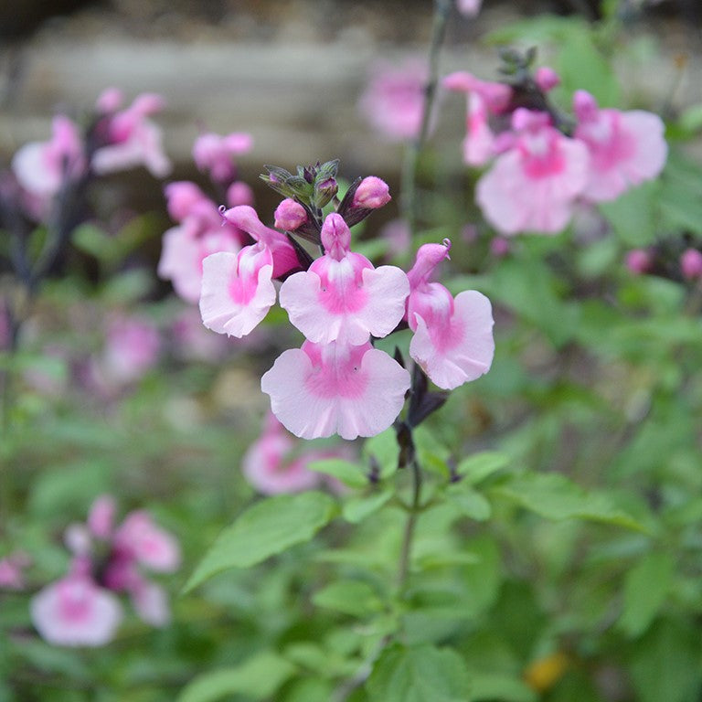 Salvia Angel Wings