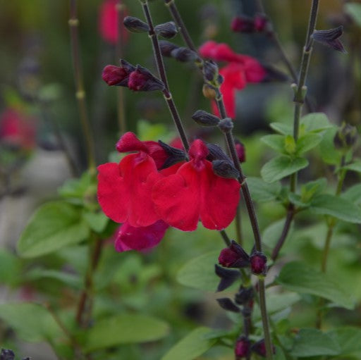 Salvia 'Jemima's Gem'