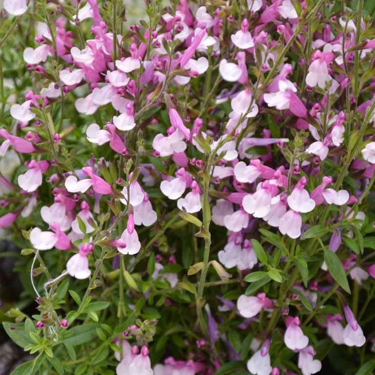 Salvia 'Dyson's Joy'