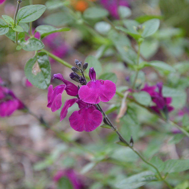 Salvia 'Viola's Darling'