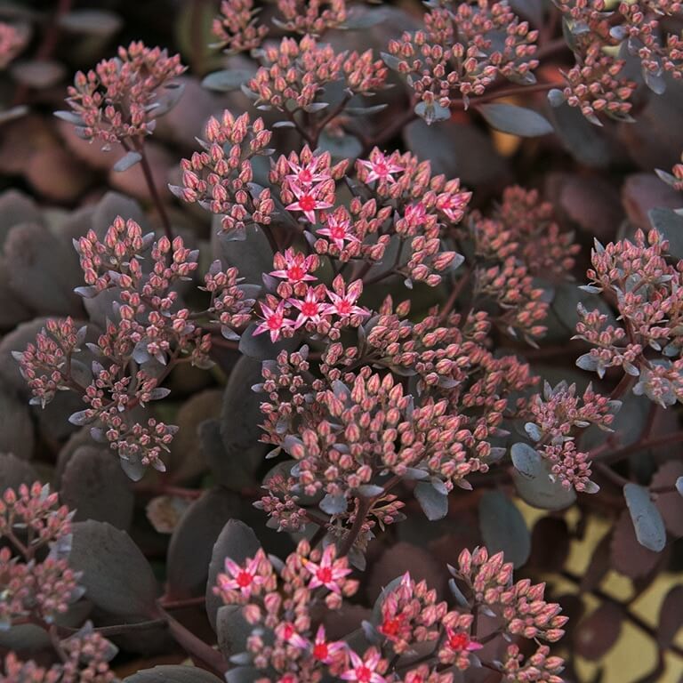 Sedum 'Dark Canyon'