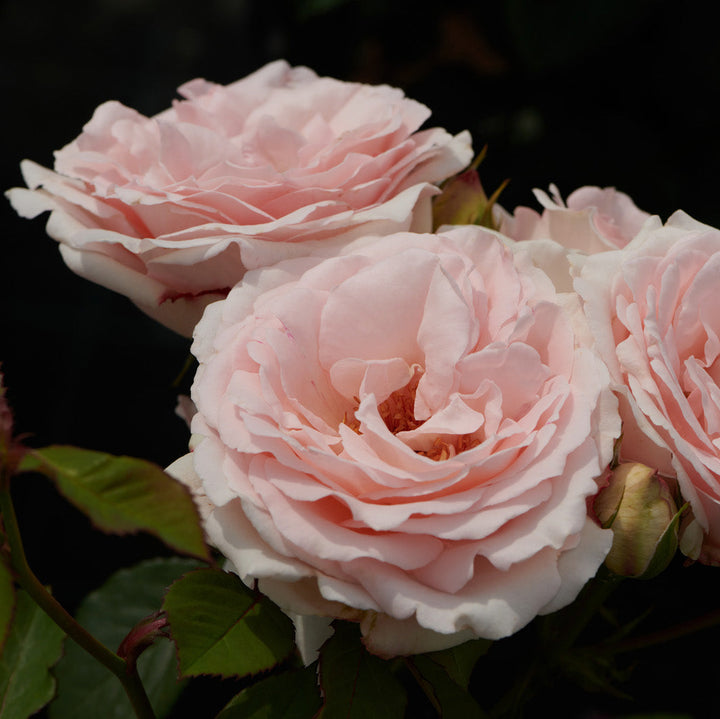 Rosa 'Clair'