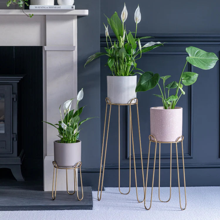 Ivyline Saluzzo Gold Plant Stand in situ