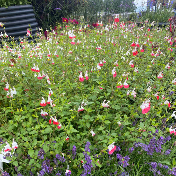 Salvia 'Hot Lips'