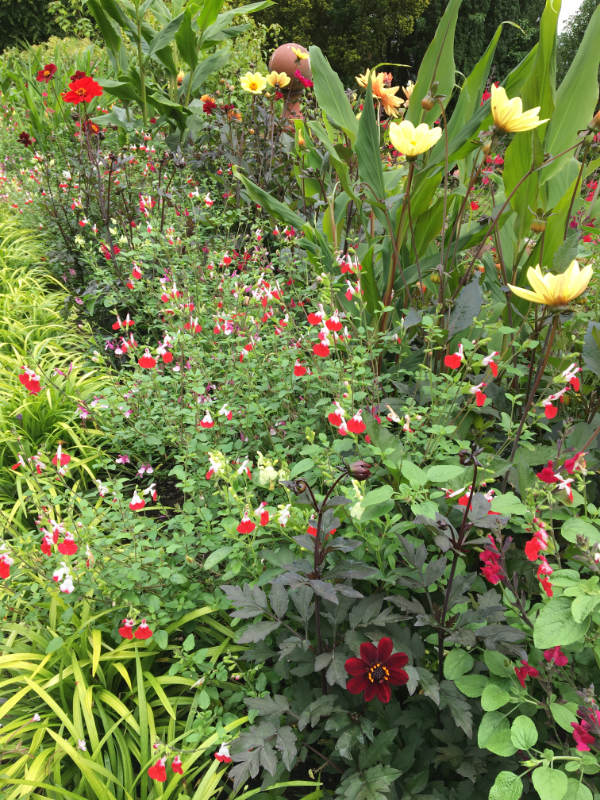 Salvia 'Hot Lips'