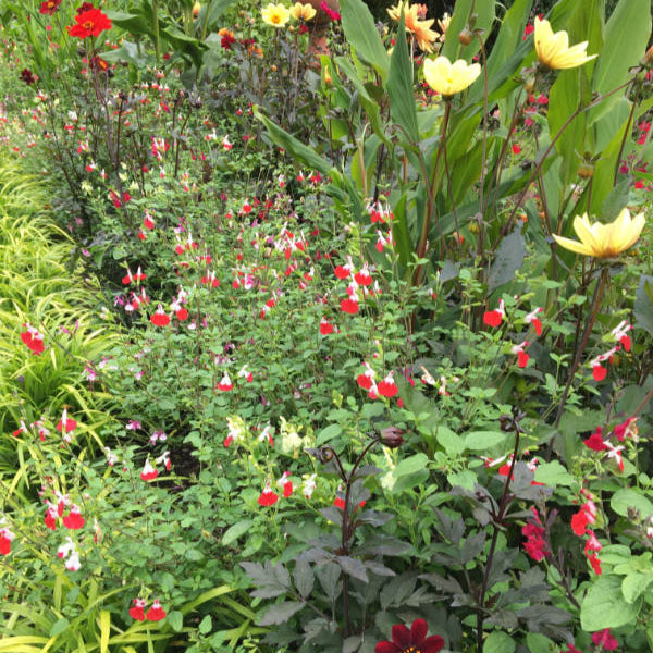 Salvia 'Hot Lips'