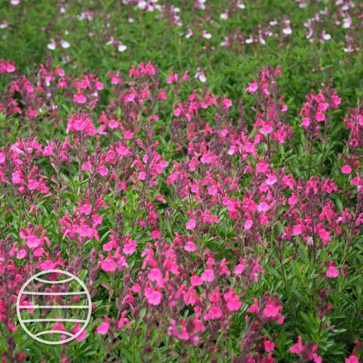 Salvia × jamensis 'Magical Amazone'