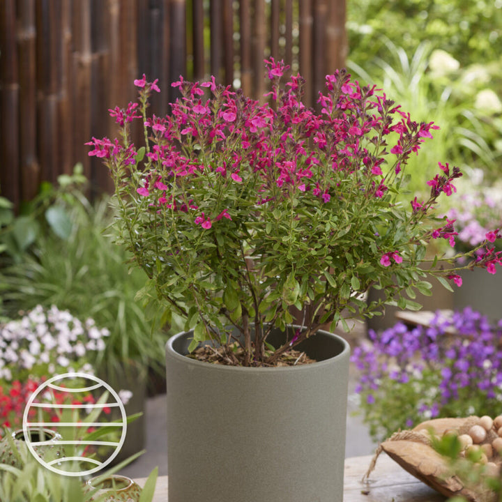 Salvia × jamensis 'Magical Amazone'