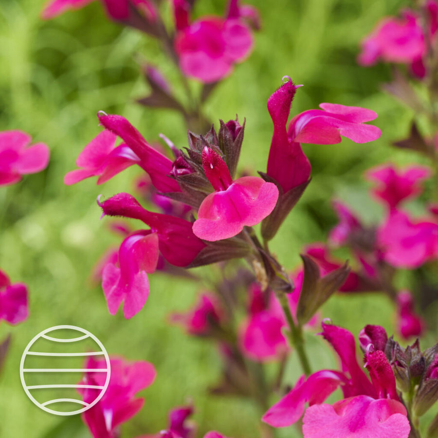 Salvia × jamensis 'Magical Amazone'