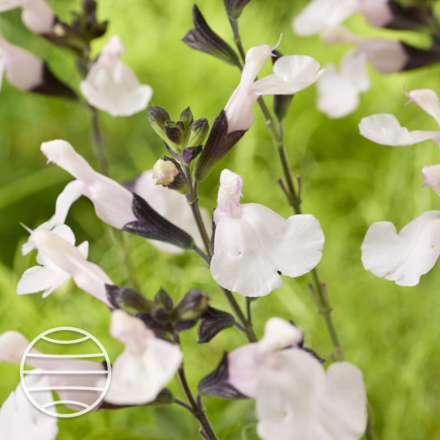 Salvia× jamensis 'Magical Donau'