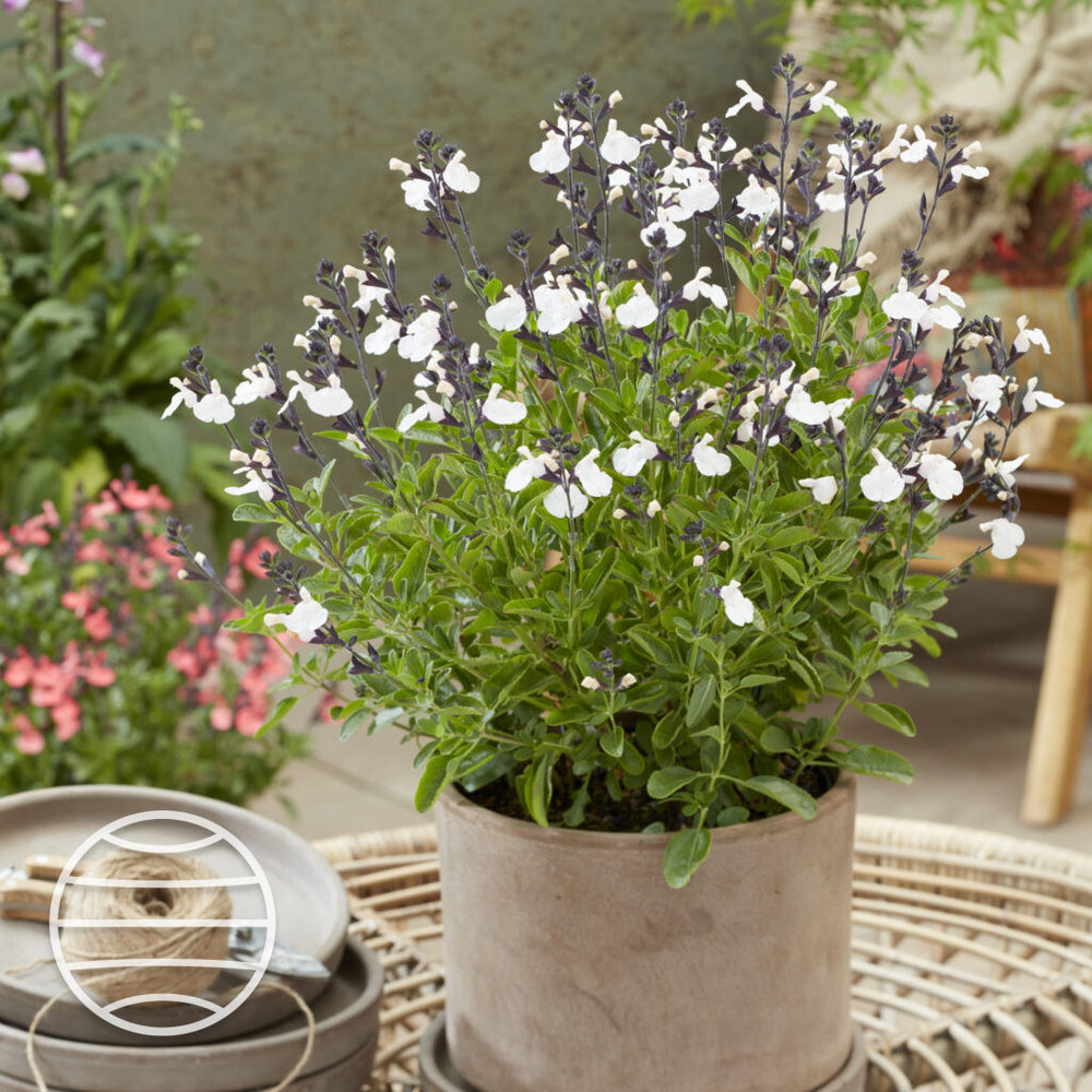 Salvia× jamensis 'Magical Donau'