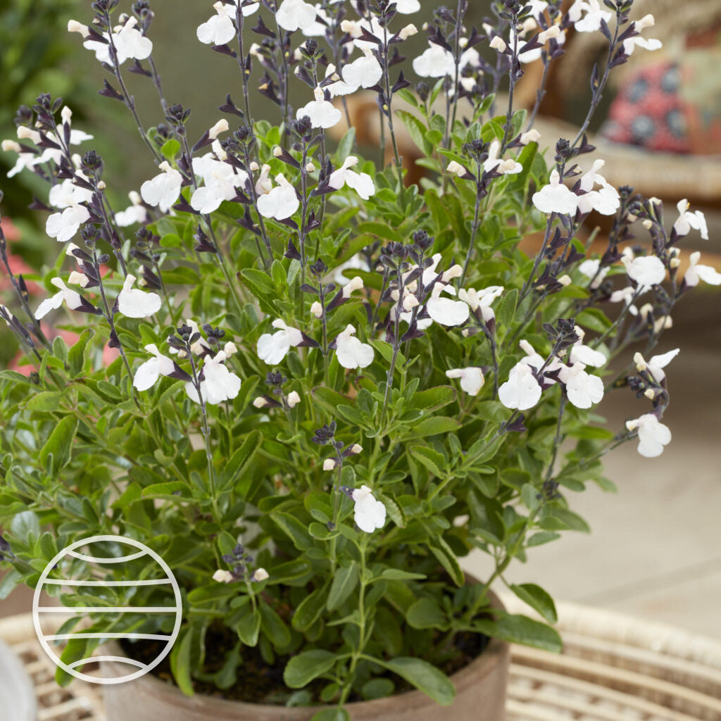 Salvia× jamensis 'Magical Donau'