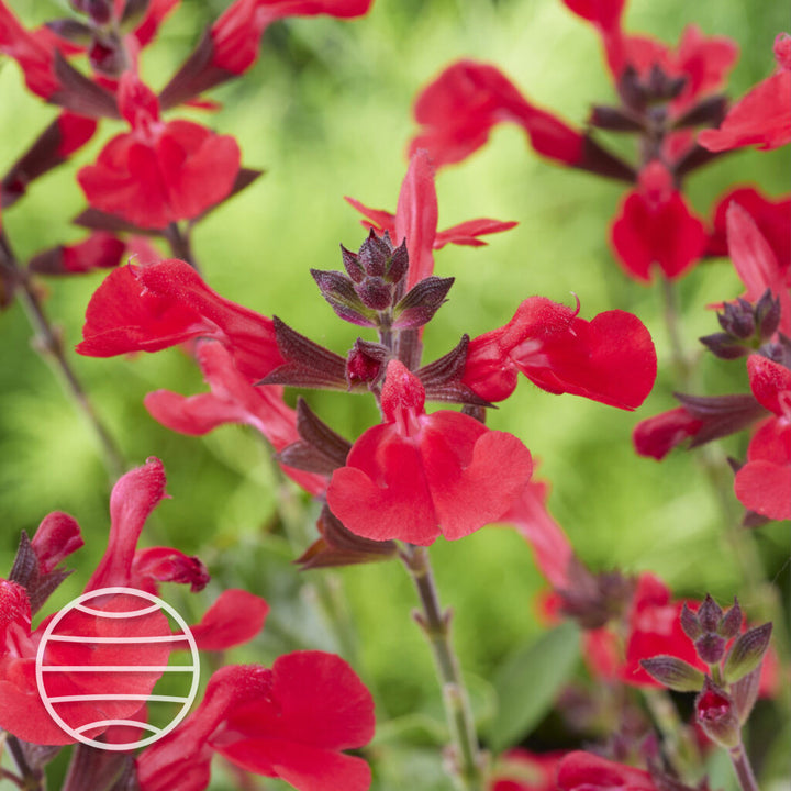 Salvia × jamensis 'Hudson'
