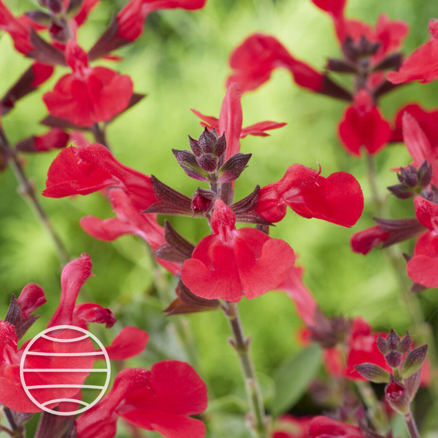 Salvia × jamensis 'Hudson'