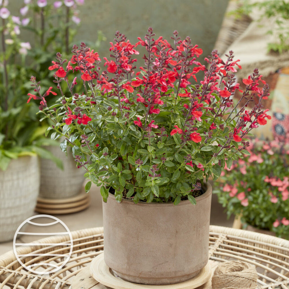 Salvia × jamensis 'Hudson'
