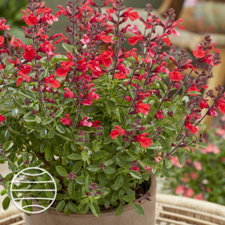 Salvia × jamensis 'Hudson'