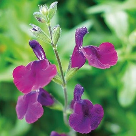 Salvia 'Nachtvlinder'