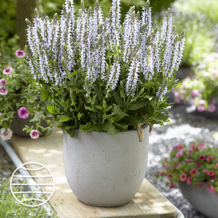 Salvia × sylvestris 'Bumblesky'
