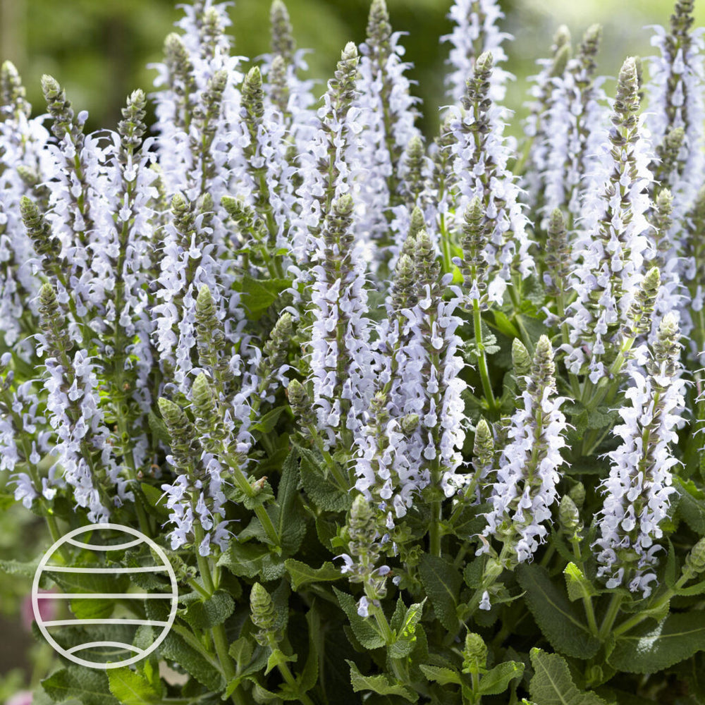 Salvia × sylvestris 'Bumblesky'