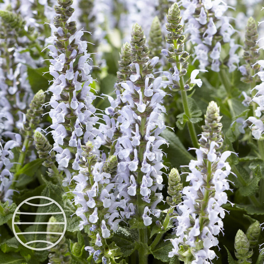 Salvia × sylvestris 'Bumblesky'