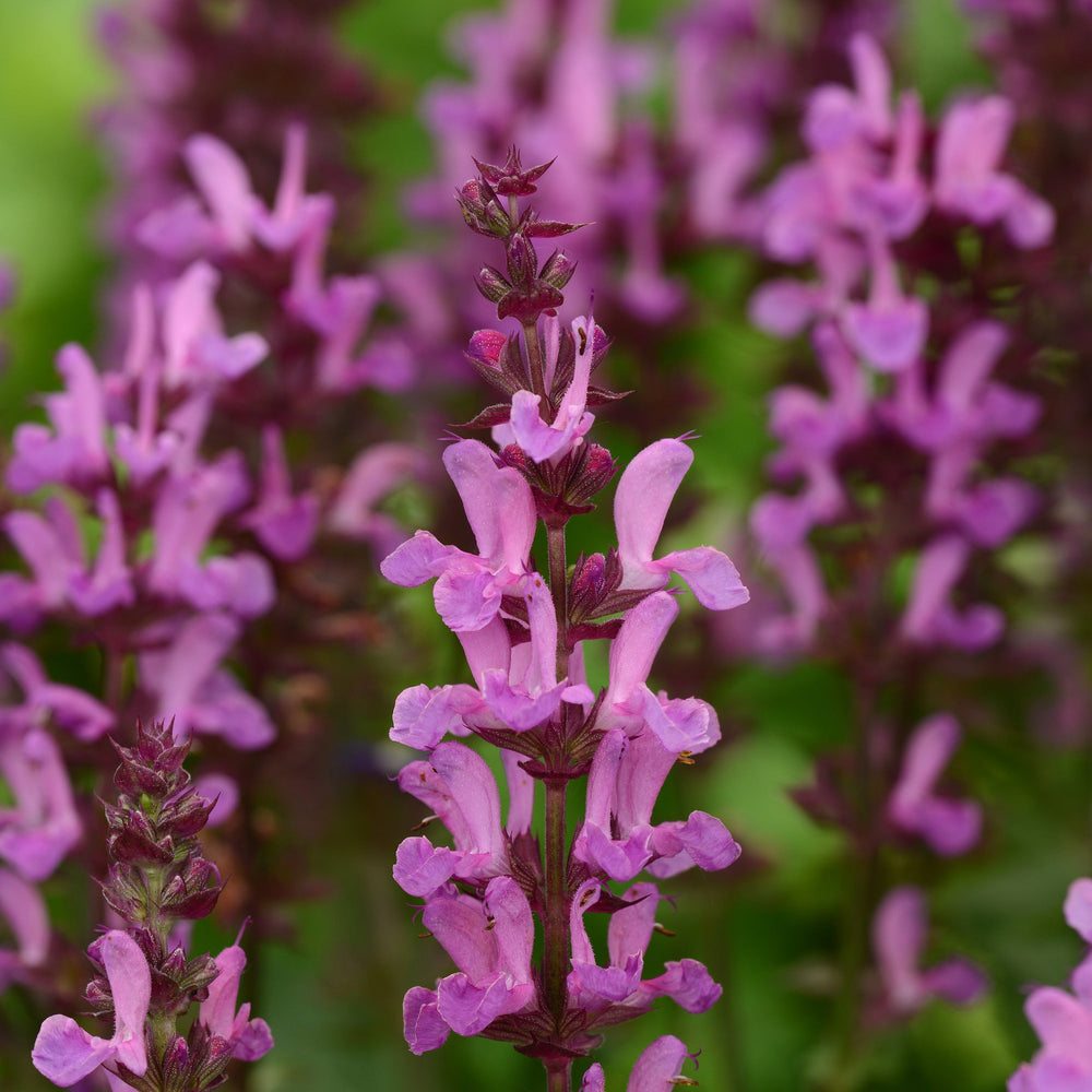 Salvia nemorosa 'Rose Marvel'