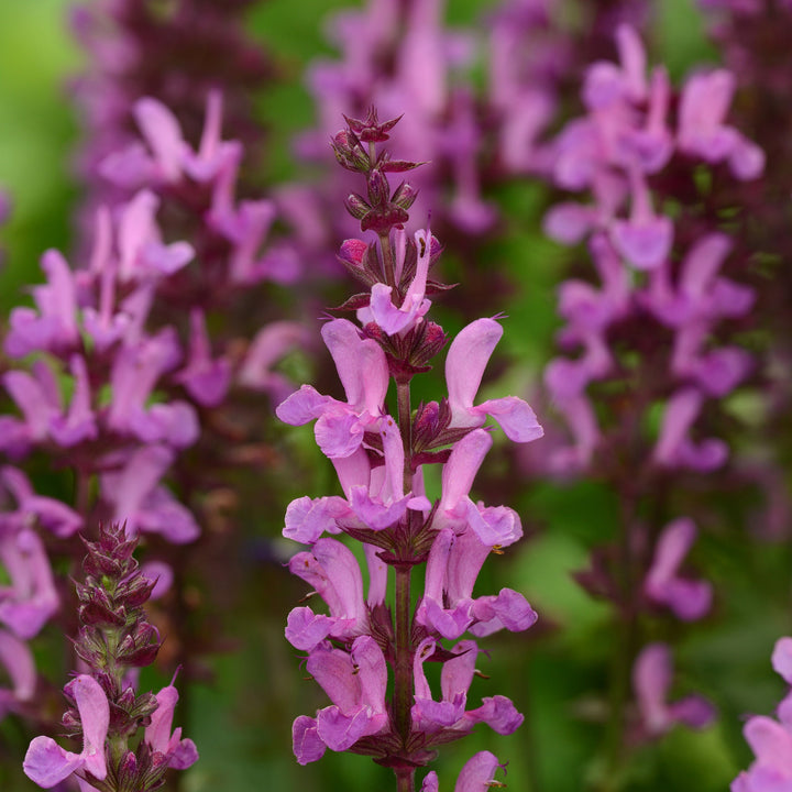 Salvia nemorosa 'Rose Marvel'