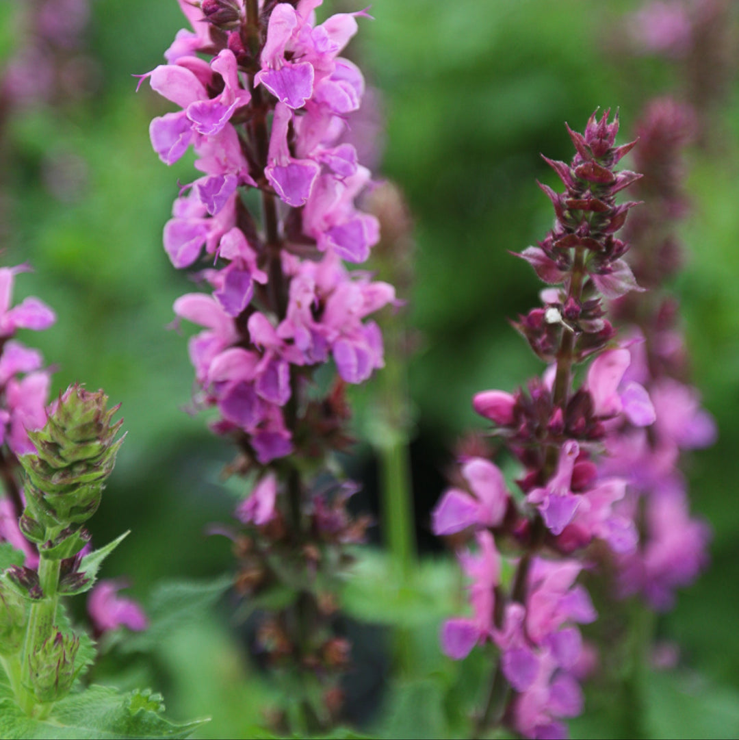 Salvia nemorosa 'Rose Marvel'