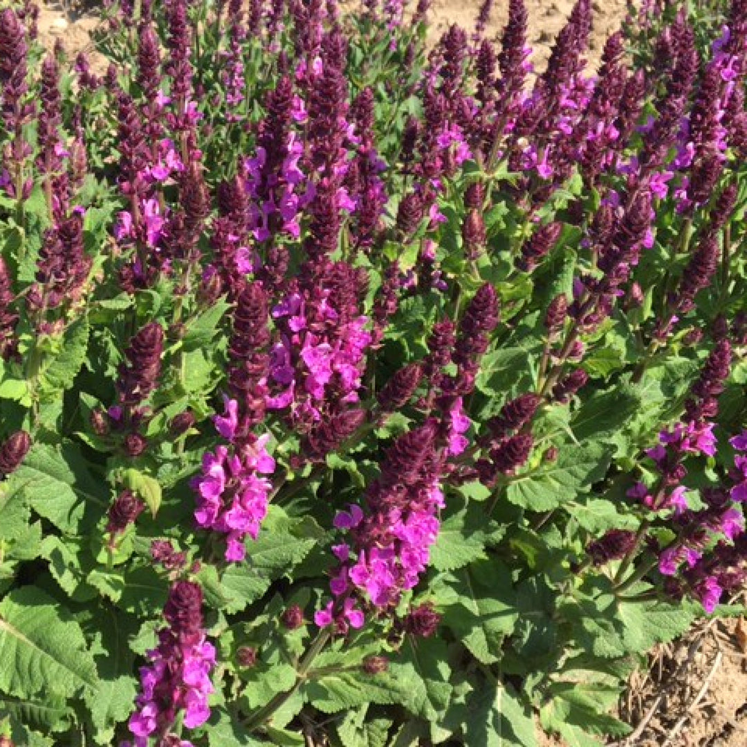 Salvia nemorosa 'Rose Marvel'
