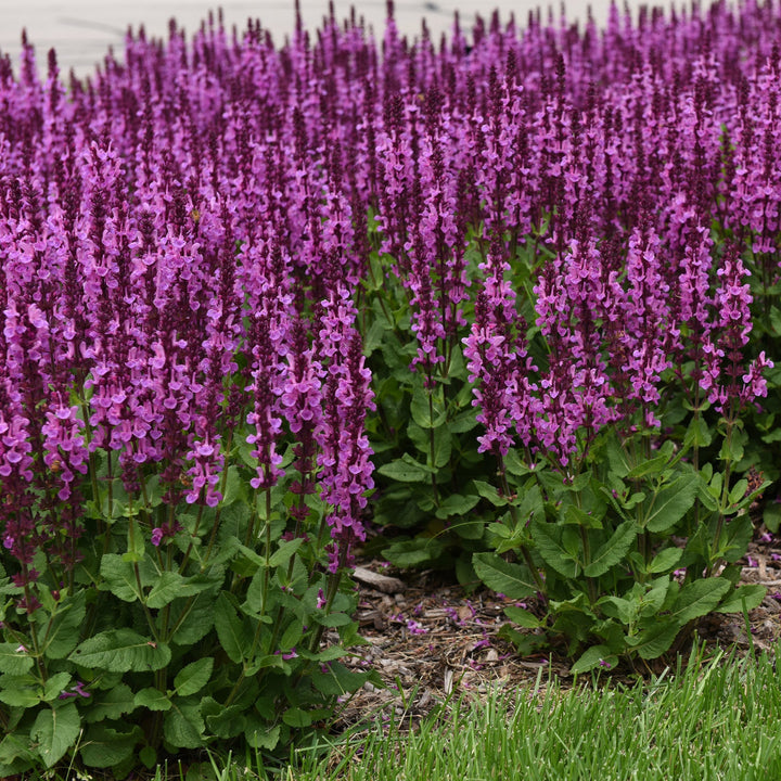 Salvia nemorosa 'Rose Marvel'