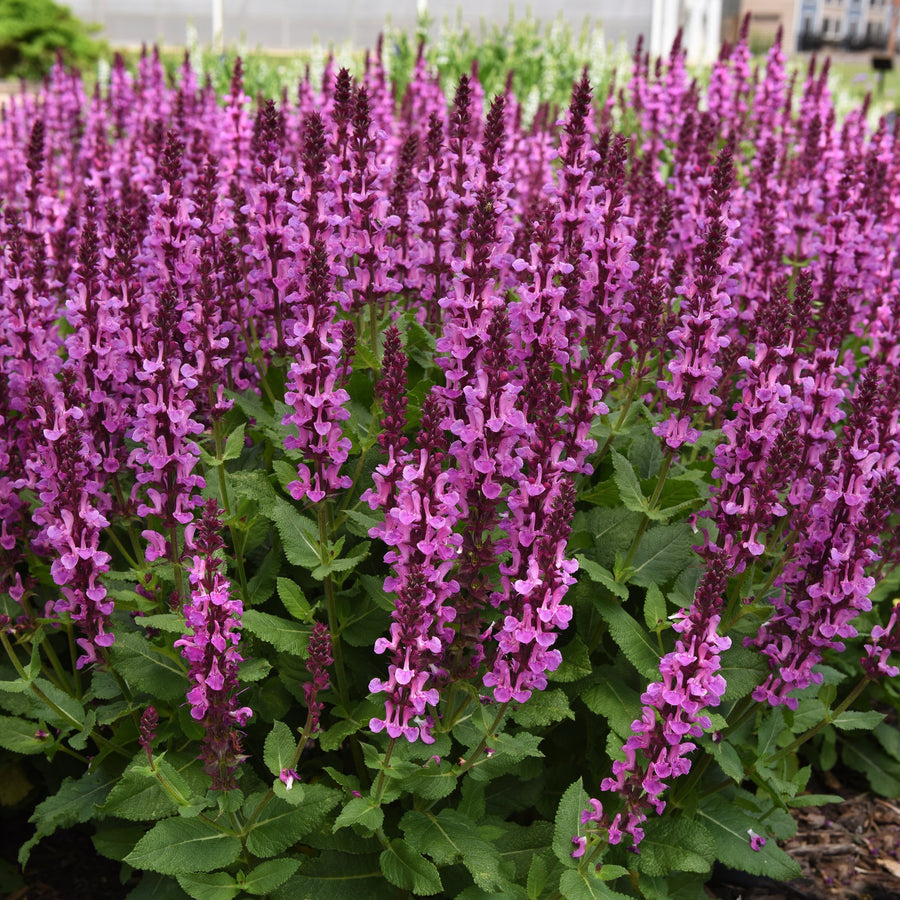 Salvia nemorosa 'Rose Marvel'