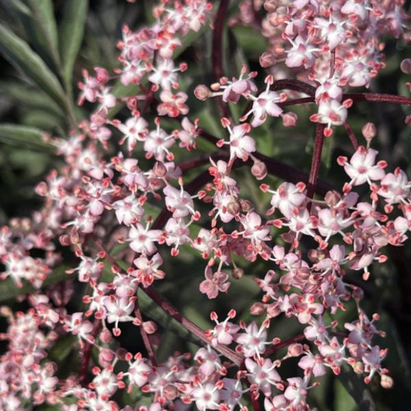 Sambucus nigra 'Black Lace'