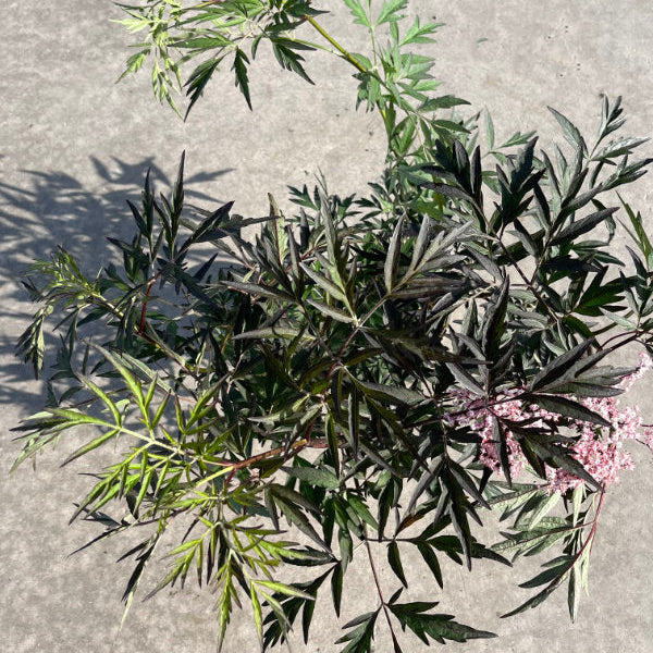 Sambucus nigra 'Black Lace'