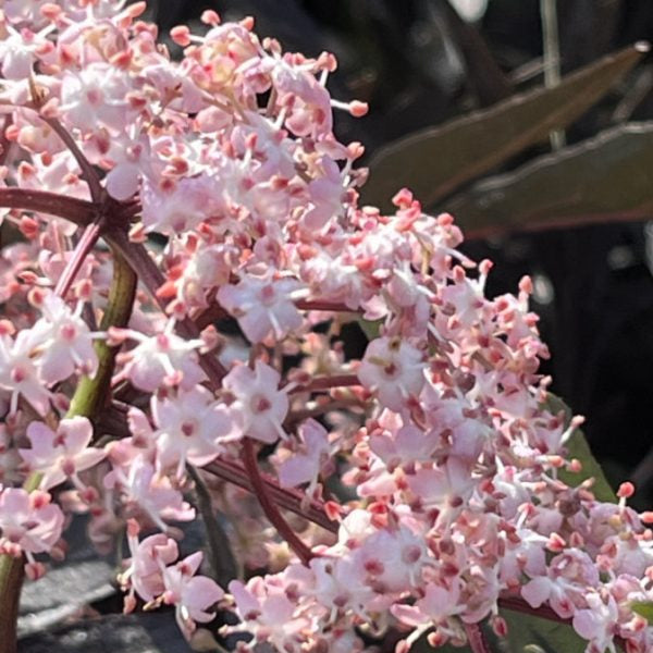Sambucus nigra 'Black Lace'