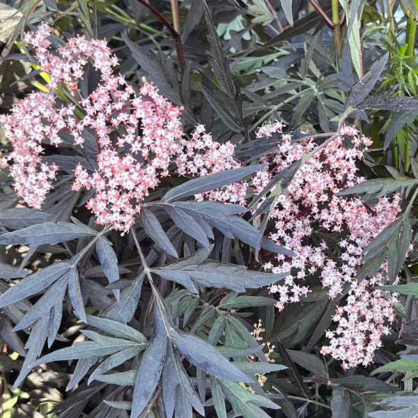 Sambucus nigra 'Black Lace'