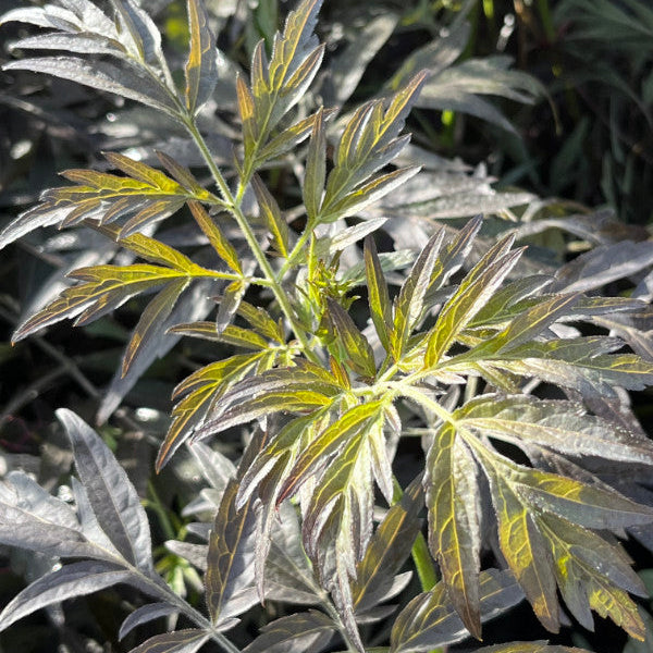 Sambucus nigra 'Black Lace'