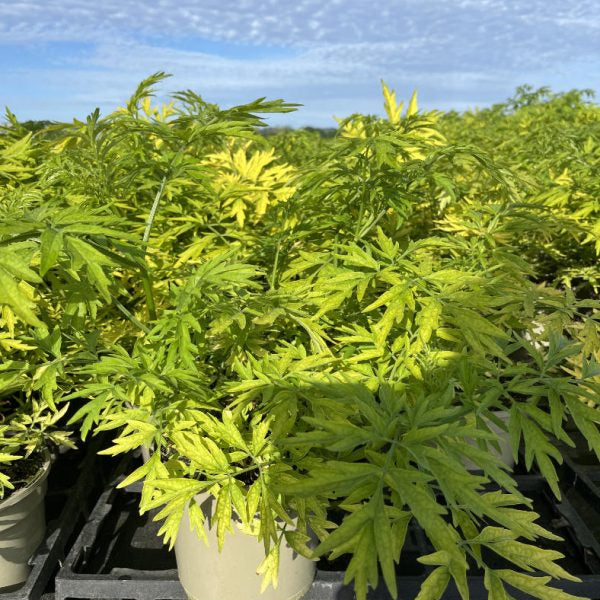 Sambucus nigra 'Golden Tower'