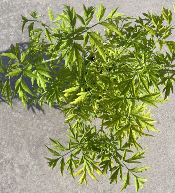 Sambucus nigra 'Golden Tower'