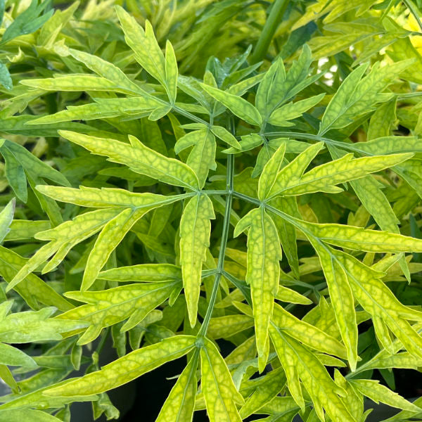 Sambucus nigra 'Golden Tower'