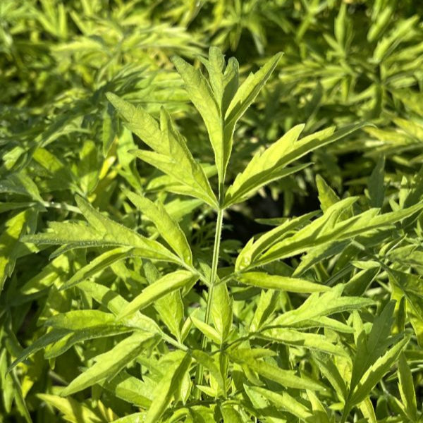 Sambucus nigra 'Golden Tower'