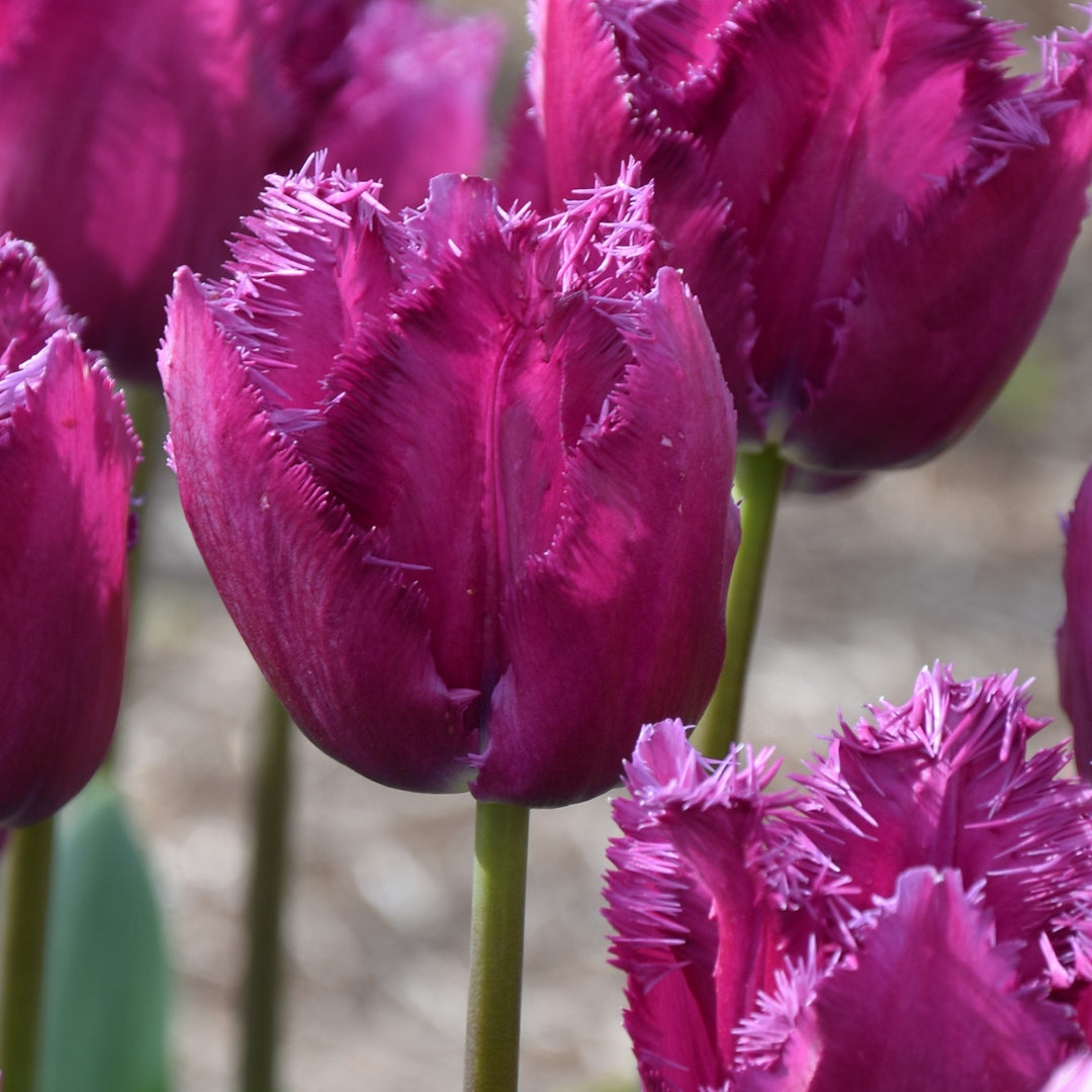 Tulip 'San Clemente' Bulbs