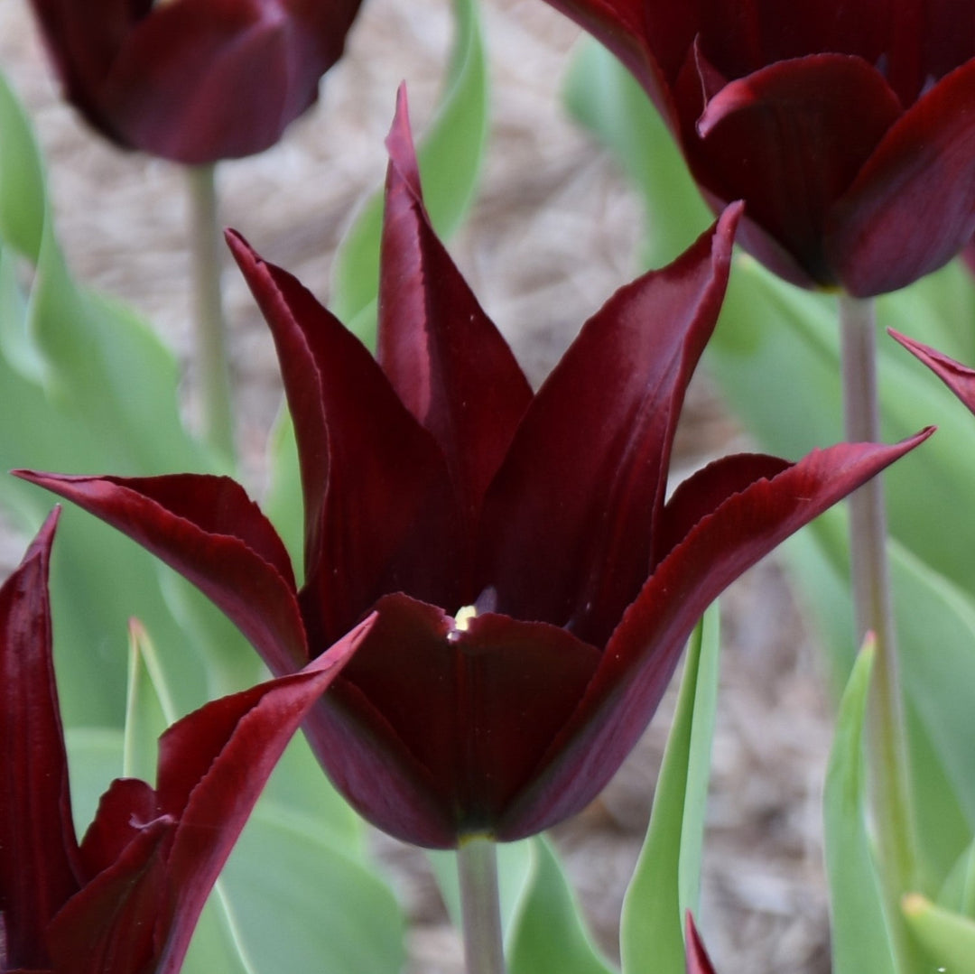Tulip 'Sarah Raven' Bulbs