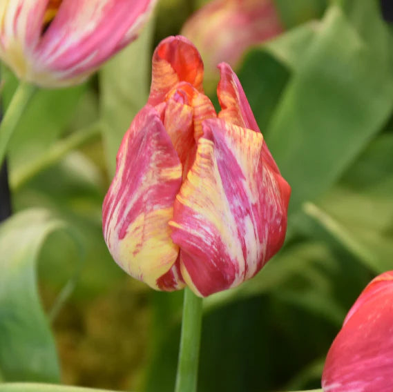 Tulipa 'Saskia' Bulbs