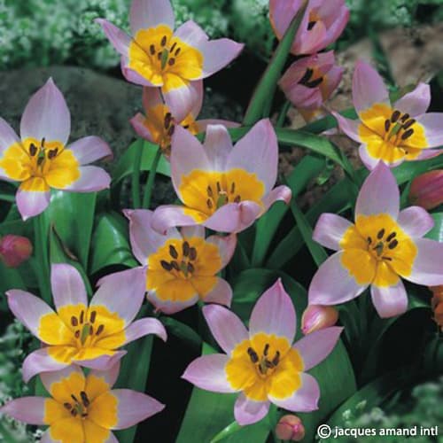 Buy Tulipa saxatilis (Candia Tulip) Bulbs online UK