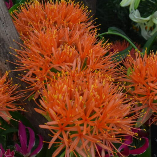 Scadoxus katherinae ‘Orange Wonder’
