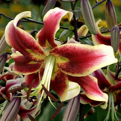 Lilium 'Scheherazade' Bulbs | Red & Cream Lily